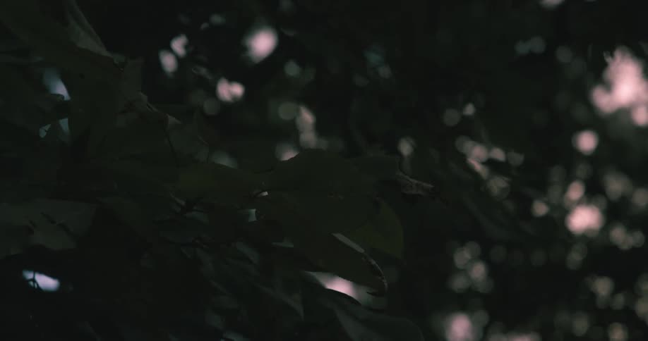 Closeup of green leaves
