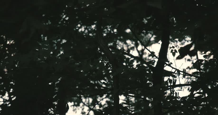 Trees with greenish leaves against the cloudy sky