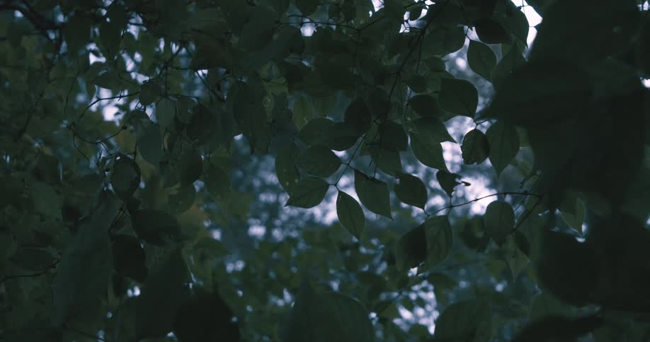 Several small green leaves on small branches in an outdoor environment