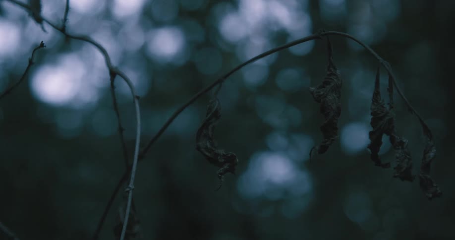 Closeup of dry green leaves on a tree