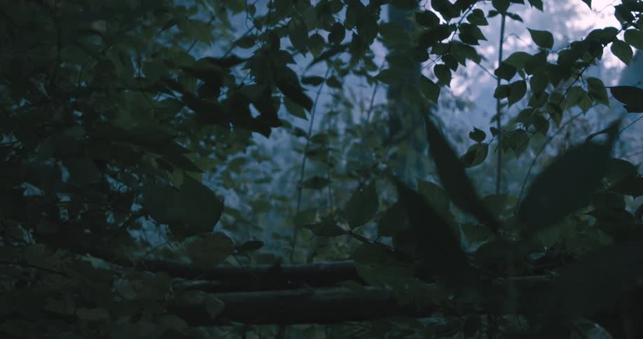 Green leaves of trees in a dense environment