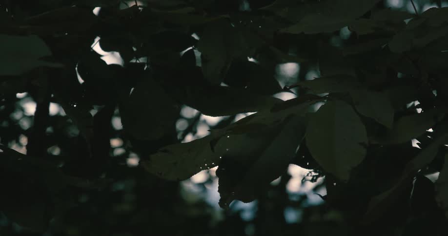 Close up of a trees leaves outdoors at sunset