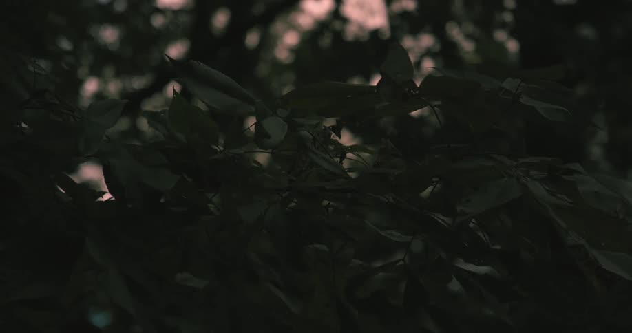 Dark leafy branches frame a muted pink sky in the background