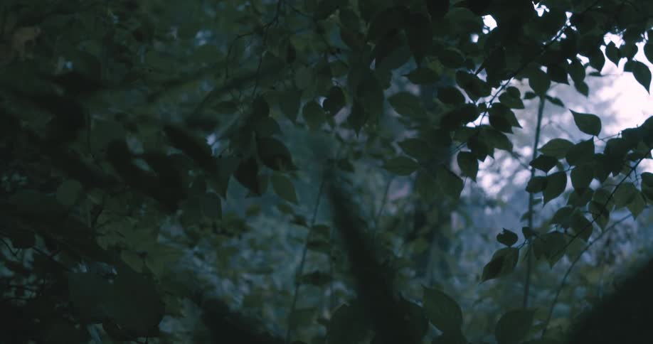 Several small green leaves from some thin tree branches