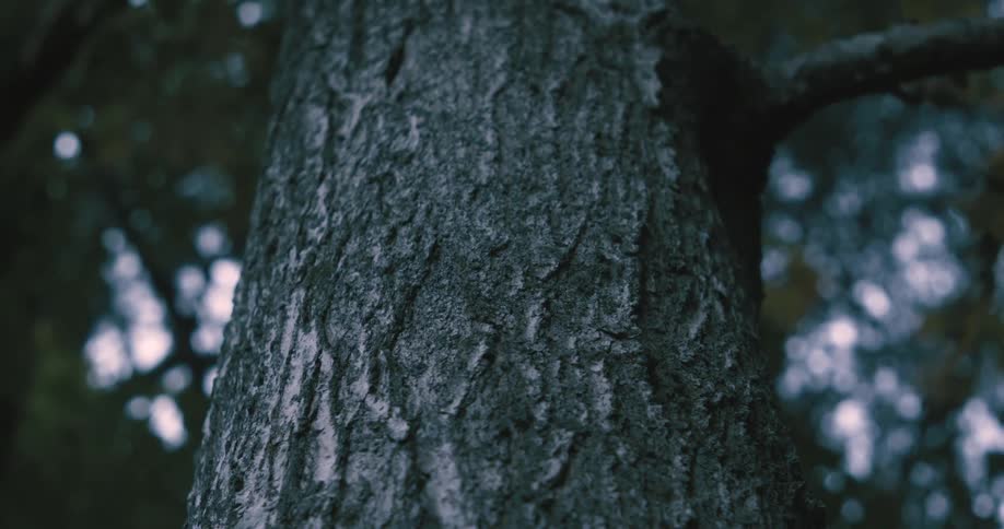 A closeup view of a tree trunk with textured bark surrounded by a dark forested background