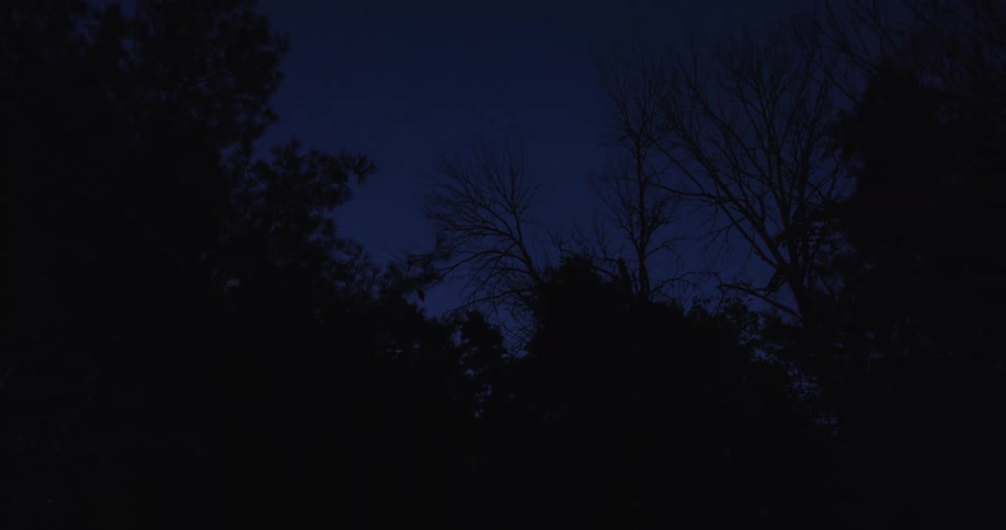 The video shows a dark sky with the silhouettes of tree branches against it the scene suggests nighttime or a very dimly lit environment