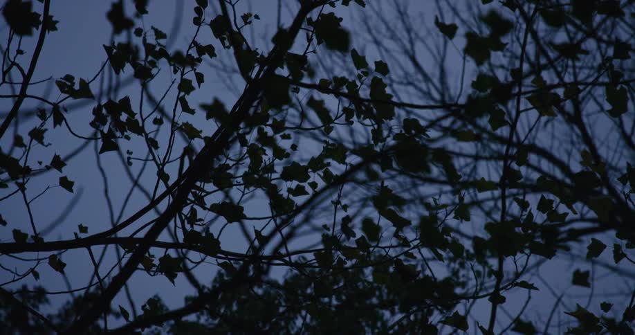 Tree branches and leaves form a jagged silhouette against a dark twilight sky