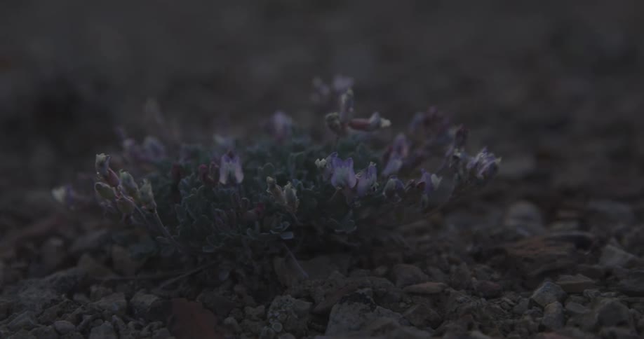 A small plant with purple and white flowers grows among rough rocks in low natural light