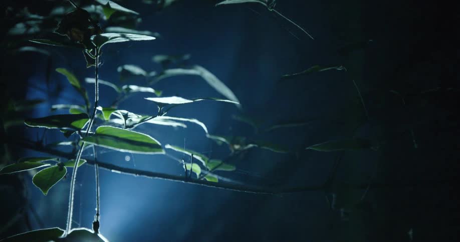 A light shines on a plant in the dark