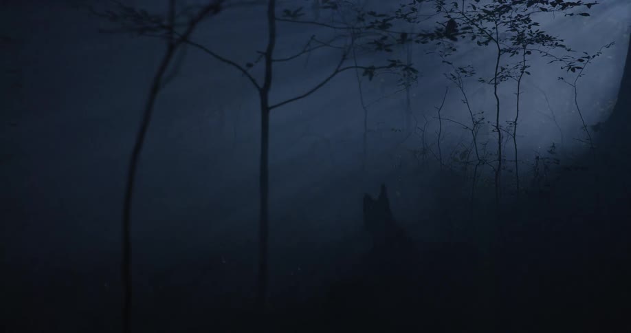 Heavy fog over a forest at night