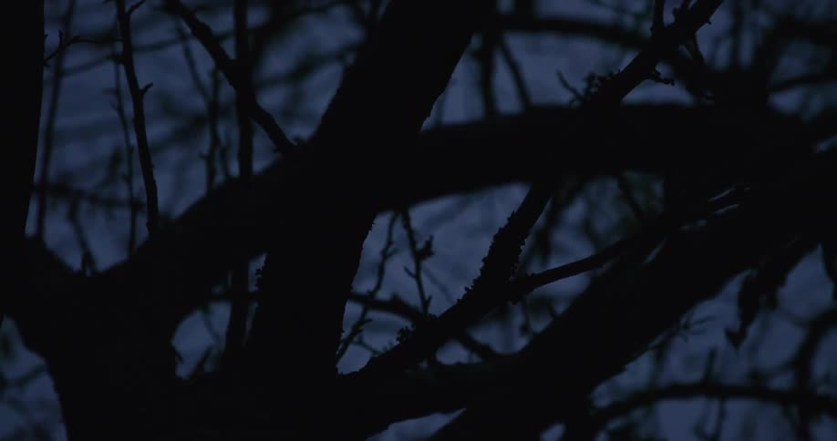 Bare tree branches stretch upward against a deep blue evening sky