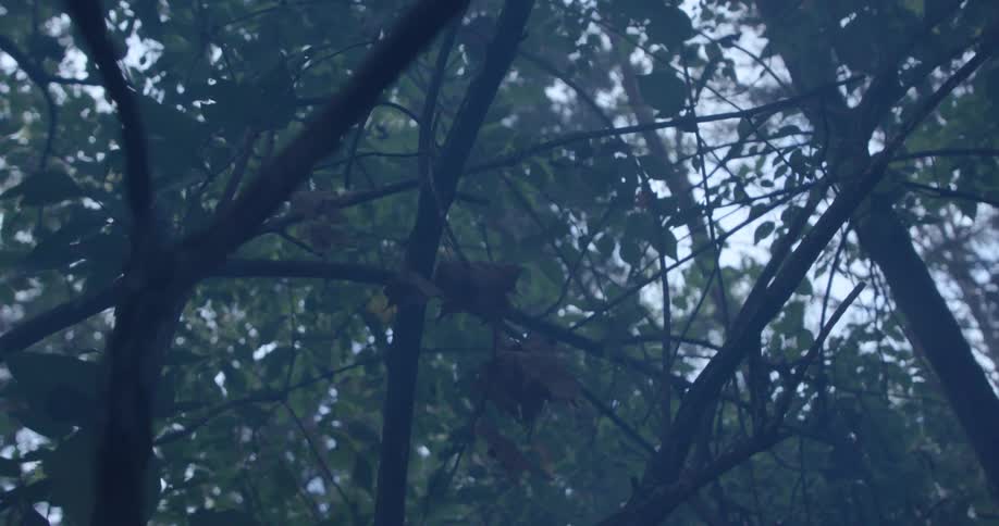 Branches and leaves in a misty forest scene with subdued natural light