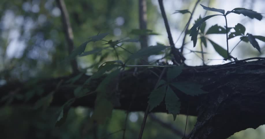 A tree branch in the woods is filled with leaves at midday