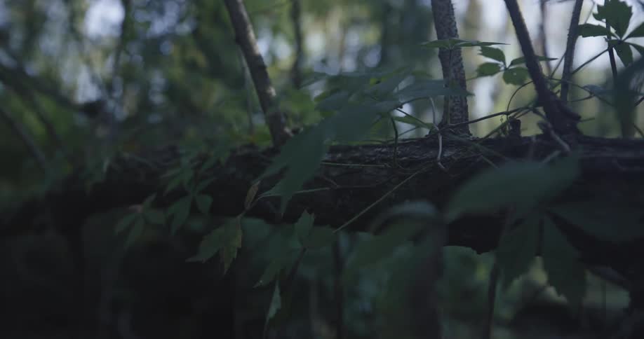 Fallen tree trunk in nature with green leaves and roots around