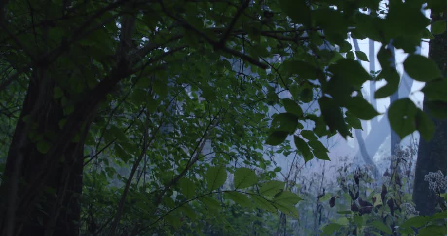 A forest filled with trees under a foggy atmosphere at midday