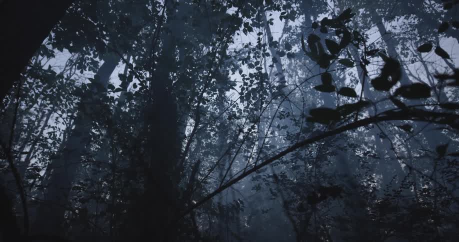Shadowy forest in dim blue light creates a mysterious mood
