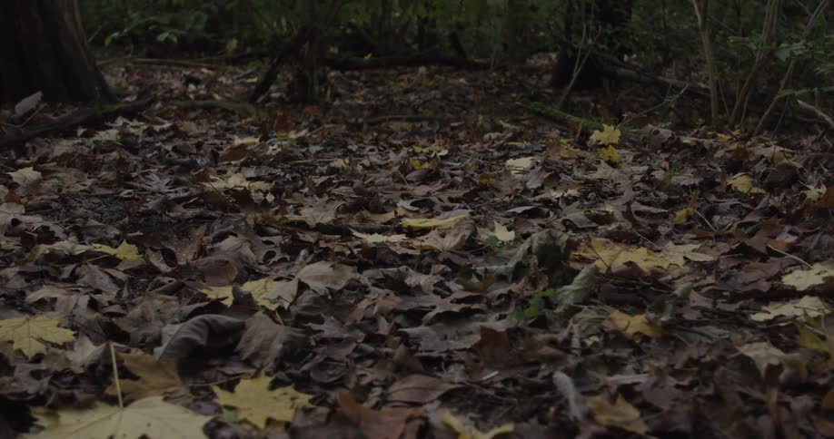 A forest floor is covered with a thick layer of dry fallen leaves in shades of brown and yellow