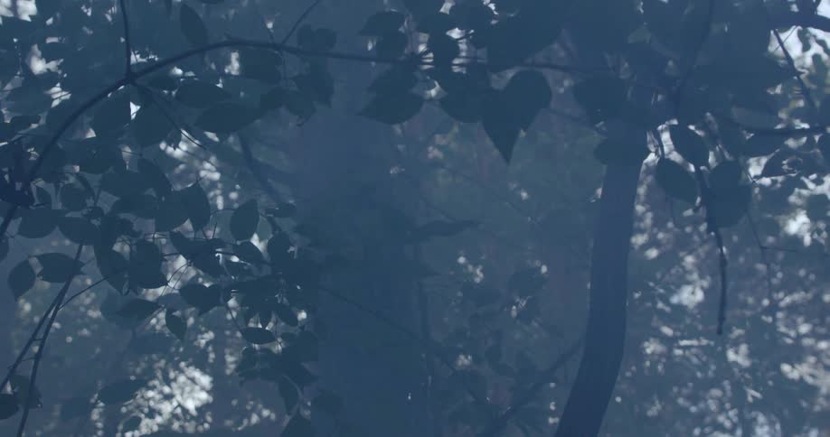 Fog partially obscures the trees in the woods on a summer day
