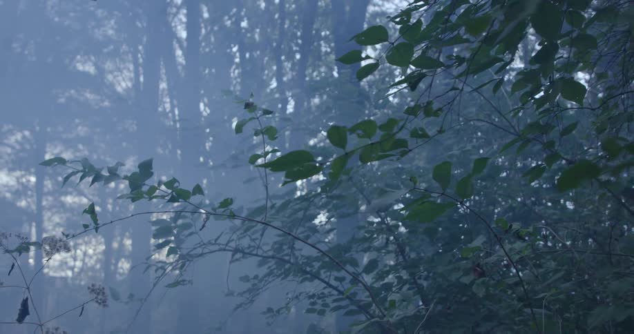 A forest covered with trees and leaves under a foggy atmosphere