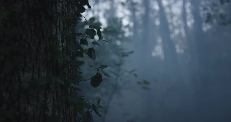 Deep in the woods surrounded by trees with a foggy atmosphere
