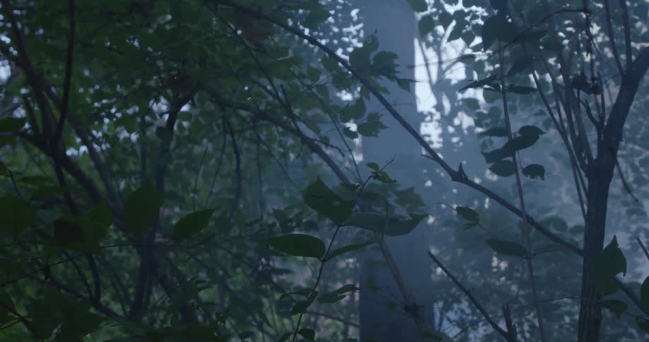 A forest covered with trees and leaves under a foggy atmosphere