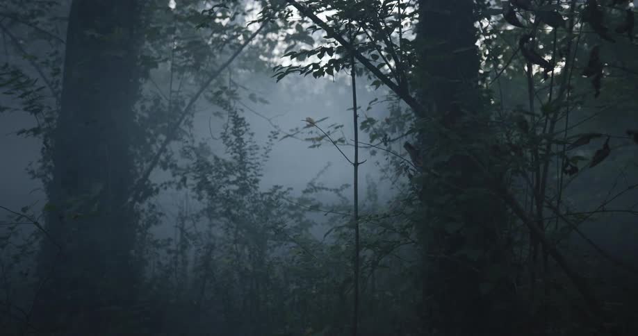 Spooky and foggy woods