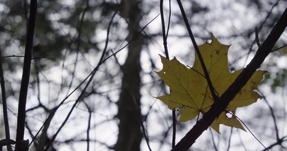 A lone leaf is snagged among barren branches