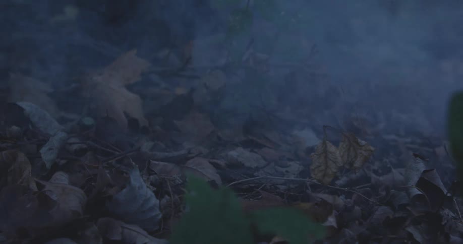 A series of dry leaves cover the forest floor as smoke spreads throughout the environment