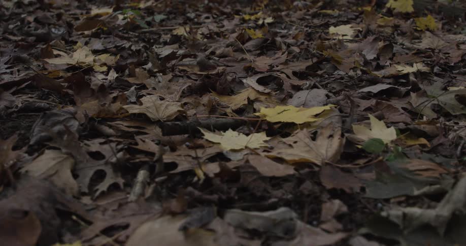 Fallen leaves cover the ground