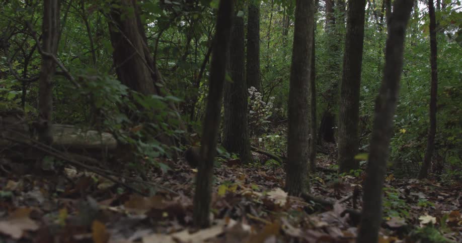 Dense forest seen during the day