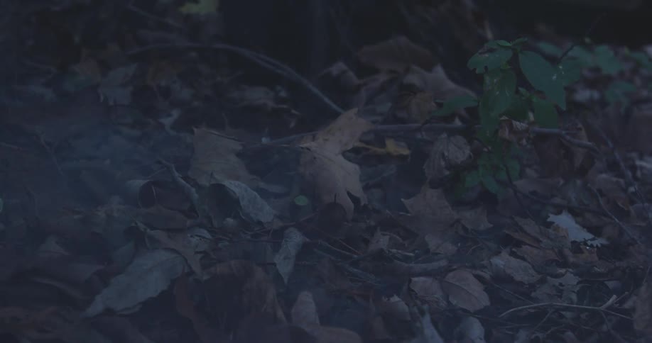 A series of leaves cover the forest floor as smoke fills the atmosphere at sunrise