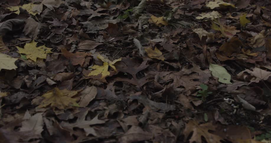 Brown and yellow fall leaves covering the ground