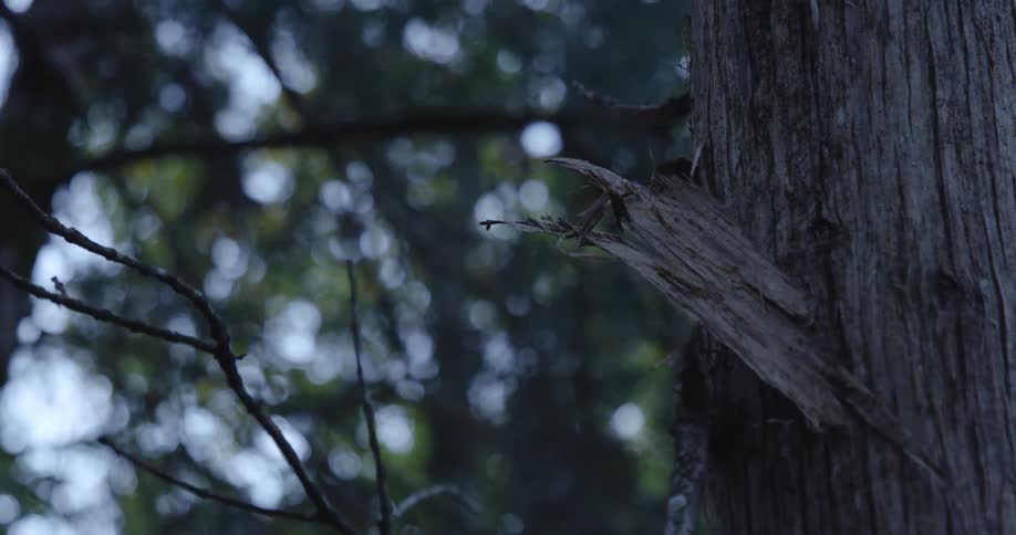 Closeup of a tree trunk with green leaves in the background