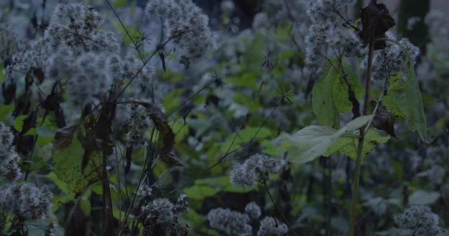 A garden filled with plants blooming with flowers at midday