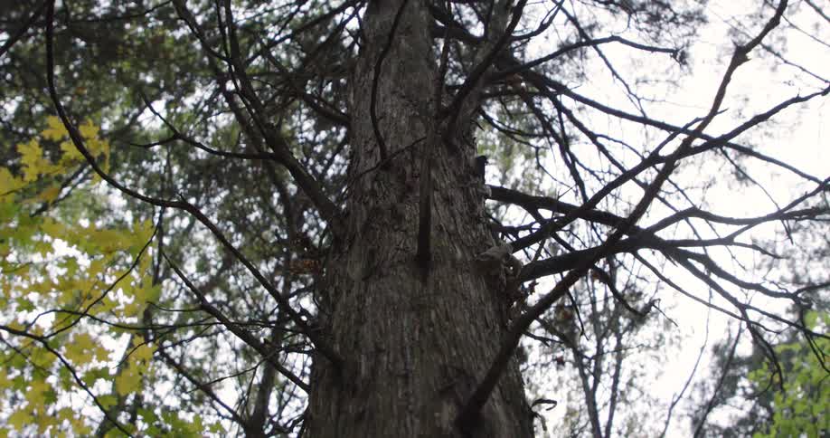 Looking up at a barren tree