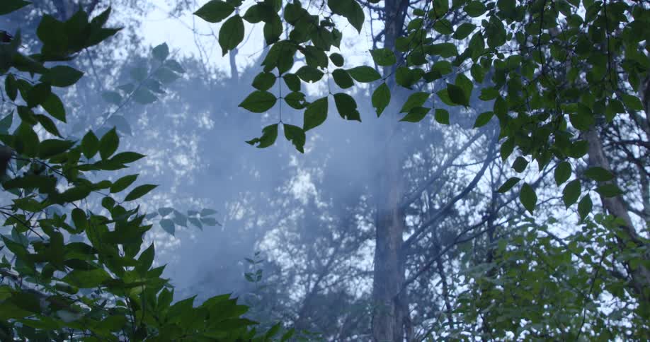 Thick morning mist rises in a quiet forest as green leaves frame the view upward