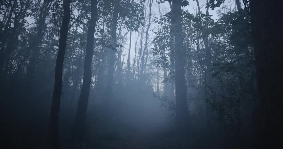 Foggy forest with tall dark tree silhouettes in low light