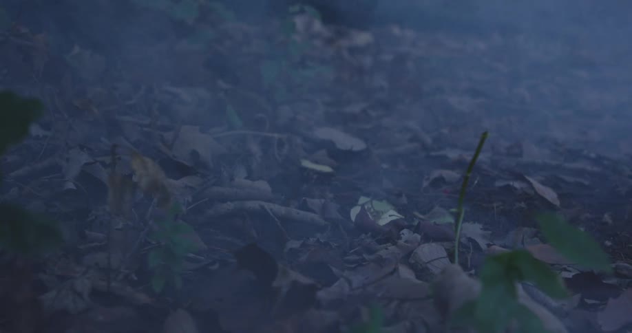 Dense fog rolling across fallen leaves in the forest at night