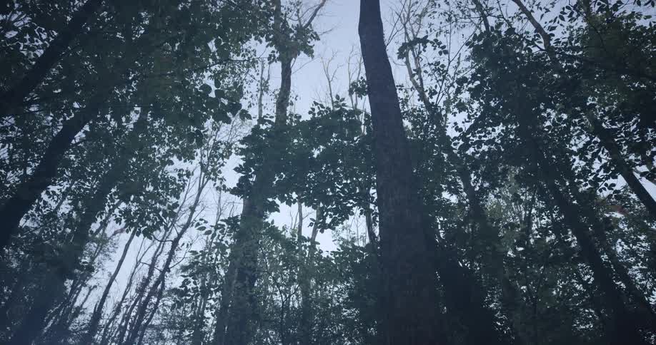 Tall trees stretch toward a pale sky as mist fills the dense forest canopy