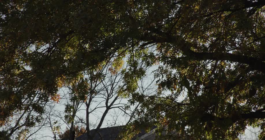 Sunlight filters through a canopy of autumn trees in a peaceful natural setting