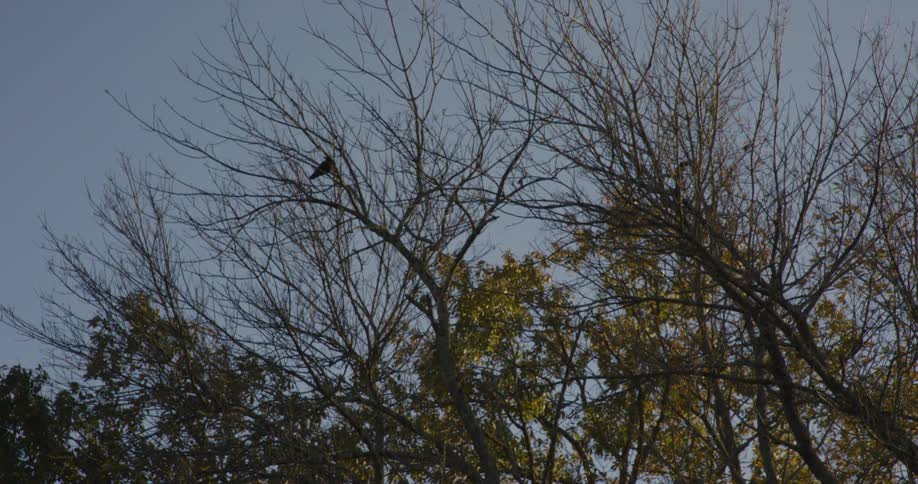 Birds perch on the branches of a mostly bare tree against a pale blue sky