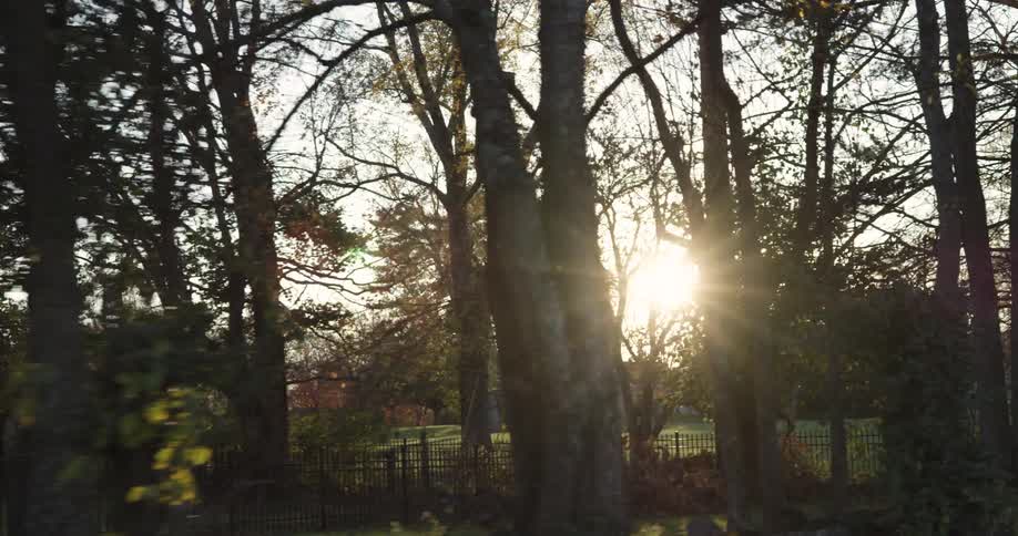 Houses in a rural area with trees at sunrise