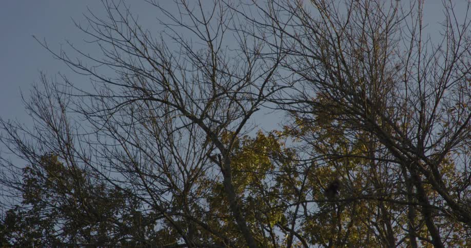 Bare tree branches stretch into a clear sky with some remaining autumn leaves