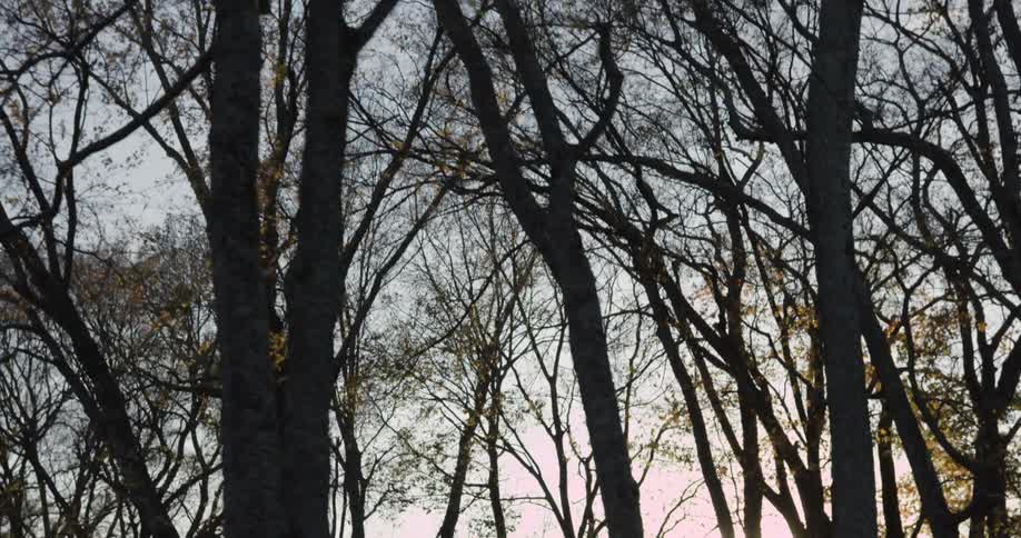 Bare tree trunks and branches form a stark silhouette against a soft fading evening sky