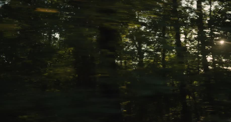 Trees in a woodland line a freeway with the sun shining beyond the trees