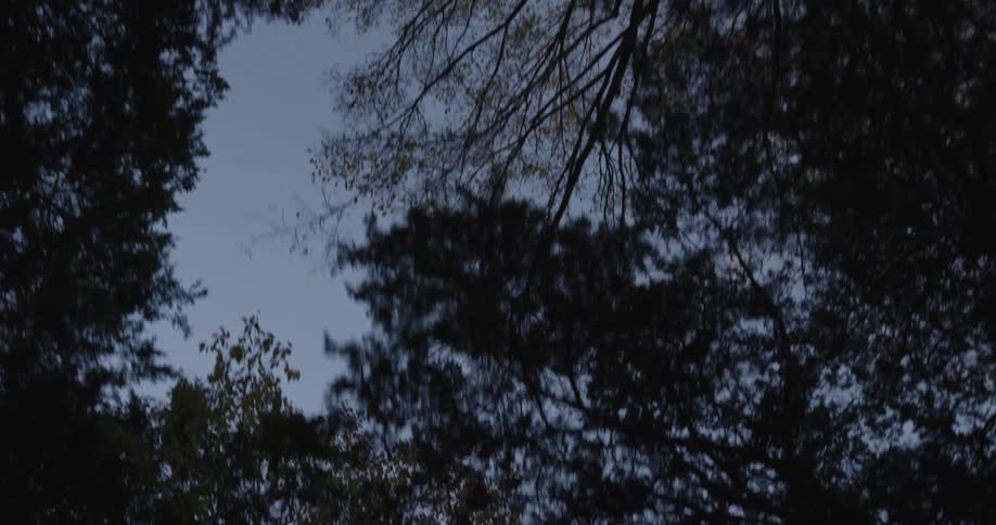 A view of tall treetops reaching into a clear blue sky with a few wispy clouds