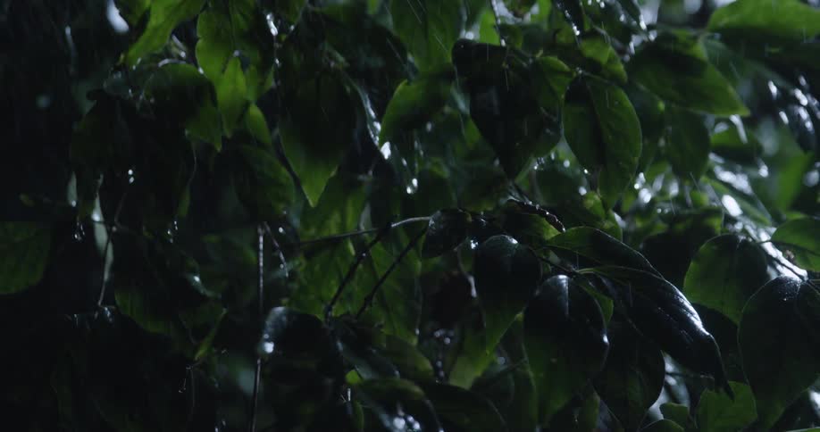Rain falls on dense green leaves in low light