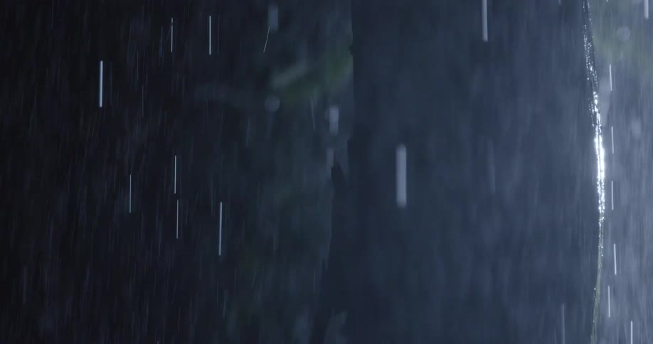 A rainy night in the woods with heavy downpour soaking a large tree trunk as water drips from its bark and branches