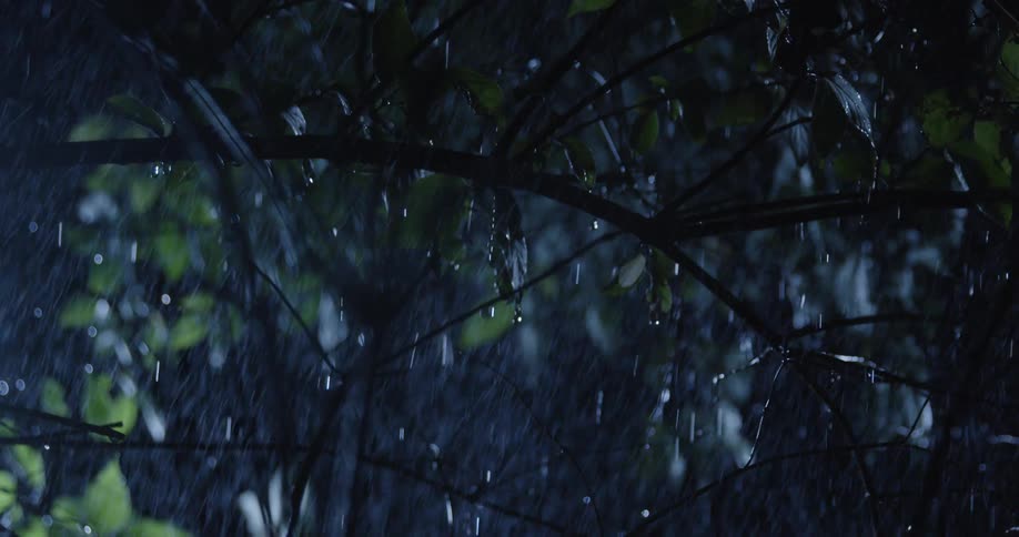 Rain falling on the greenish leaves of a tree at night
