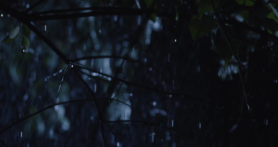 Water drops fall from the branches and leaves of a tree during a rainstorm at night
